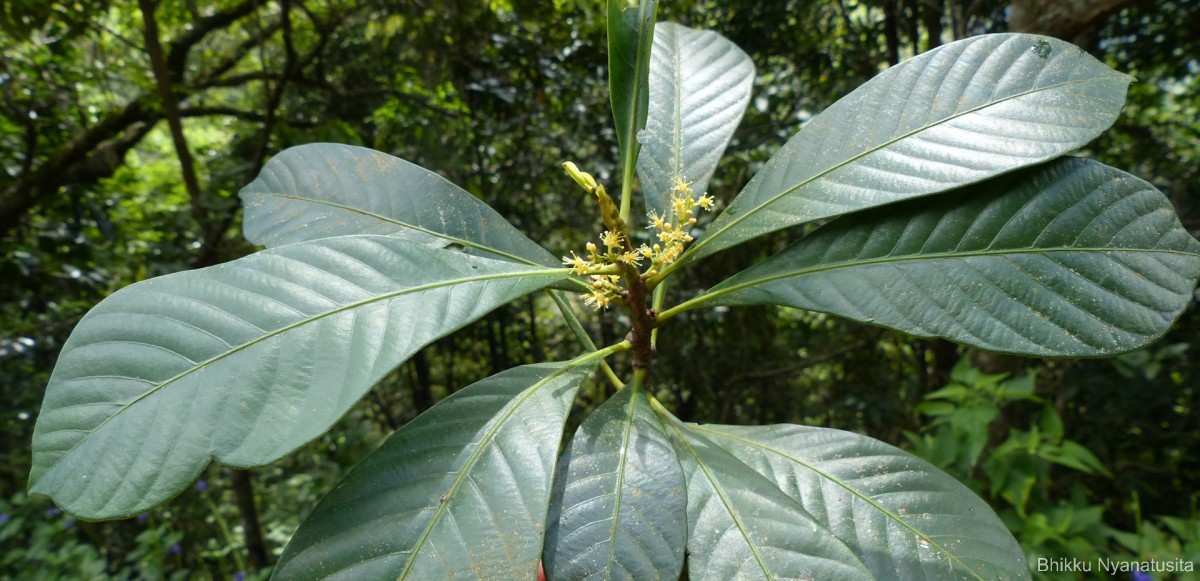 Agrostistachys borneensis Becc.